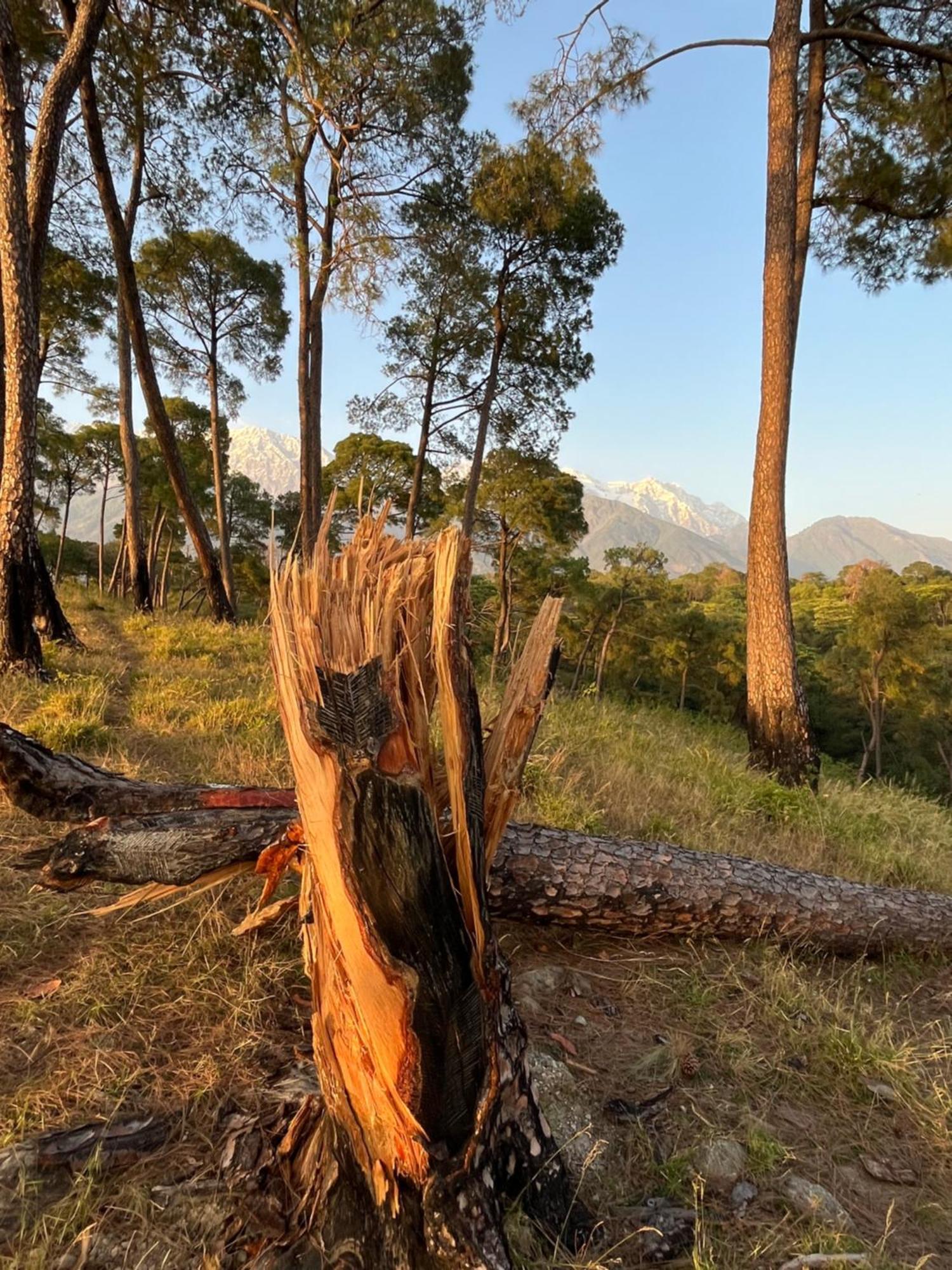 Prakriti Aalay - Riverside Mountain View Boutique Eco Resort Νταραμσάλα Εξωτερικό φωτογραφία